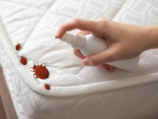 Best Cockroach Control Services  in West Vero Corridor, FL
